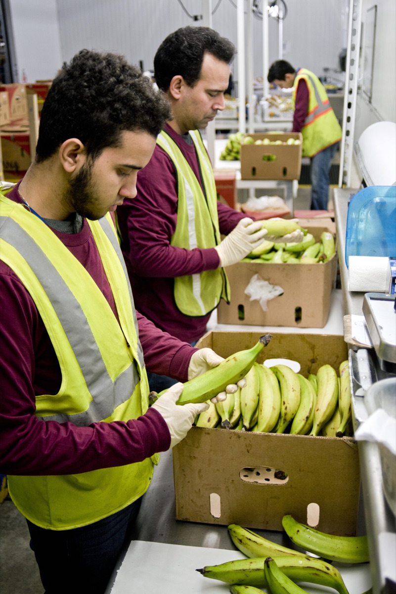 Team members examining fresh plantains